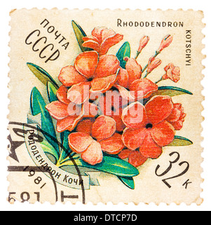 UdSSR - ca. 1981: Briefmarke gedruckt von UdSSR, zeigt Rhododendron Kotschyl, ca. 1981 Stockfoto