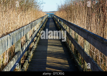 Ein Blick von der Promenade durch Röhricht, Barton Breite auf den Norfolk Broads, England, Vereinigtes Königreich. Stockfoto