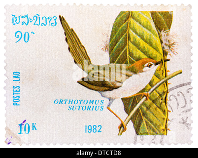 LAOS - CIRCA 1982: Eine Briefmarke gedruckt in LAOS zeigt gemeinsame Tailorbird (Orthotomus Sutorius), aus der Serie Vögel, ca. 1982 Stockfoto