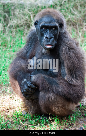 Flachlandgorilla Mutter und baby Stockfoto