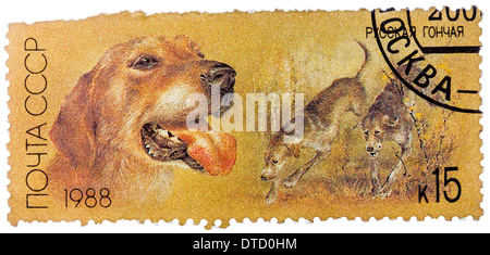 UdSSR - ca. 1988: Eine Briefmarke gedruckt in der UdSSR, zeigt russische Retriever, Jagdhunde, ca. 1988-Serie Stockfoto