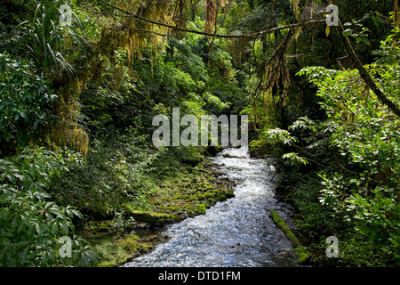 Ruakuri Scenic reserve, Native Regen Wald Spaziergang, Waitomo, Nordinsel, Neuseeland Stockfoto