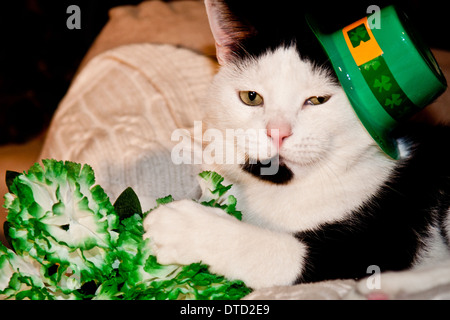 St. Patricks Tag Kat Stockfoto