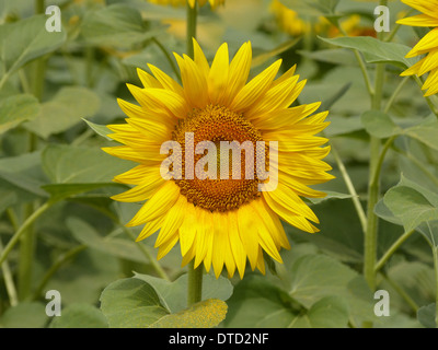 Eine Nahaufnahme einer Sonnenblume, in der Nähe von Pisa in Italien aufgenommen. Stockfoto