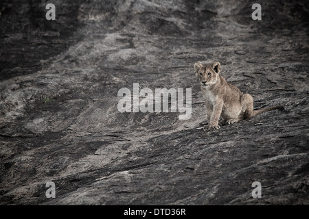 Löwenjunges sitzt auf Felsen, Blick auf die Serengeti. Tansania. Afrika Stockfoto