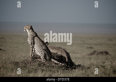 Zwei Geparden sitzen auf einem Erdhügel Serengeti Nationalpark Tansania Afrika Stockfoto