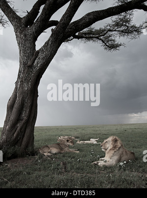 Ein Rudel Löwen Rest unter einem Baum in einer mit einem stürmischen Himmel. Serengeti Nationalpark. Tansania Stockfoto