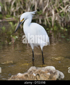 Snowy Silberreiher (Egretta unaufger), zu Fuß In Wasser Stockfoto