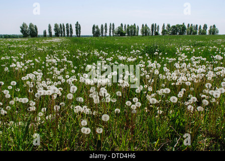 Weiße Kugeln auf dem Gebiet der Löwenzahn in der Region Zhitomir Ukraine Stockfoto