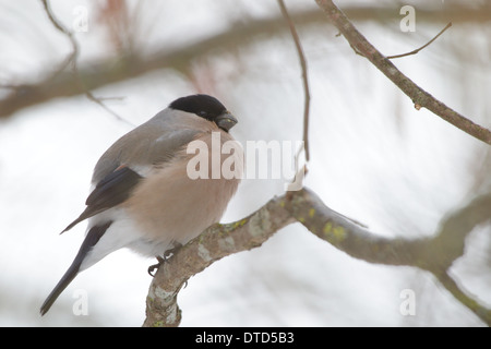 Weiblichen Gimpel (Pyrrhula Pyrrhula), Europa Stockfoto