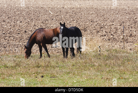 Schwarz und Bucht Viertelpferde stehend in Wiese mit gepflügtes Feld im Hintergrund Stockfoto