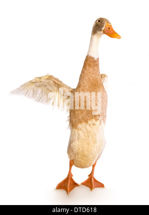 Indische Läufer Ente mit Flügeln, die isoliert auf weißem Hintergrund Stockfoto
