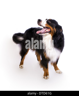 Happy Berner Berg Hund stehend wedelte mit Schweif isoliert auf weißem Hintergrund Stockfoto