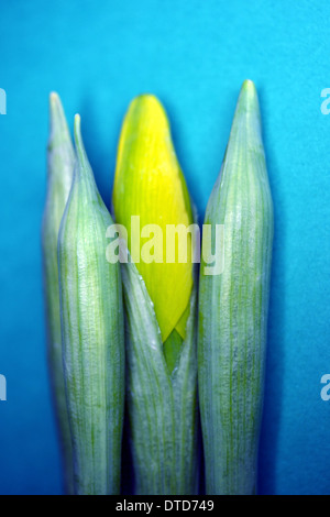 Narzisse Knospen, bevor die Blüten voll geöffnet Stockfoto