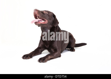 eine braune Labrador liegend, suchen auf weißem Hintergrund Stockfoto