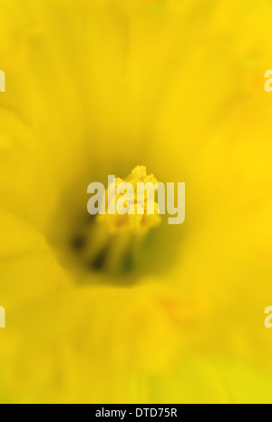 Makro-Bild von Narzissen Staubgefäße und Stempel Stockfoto