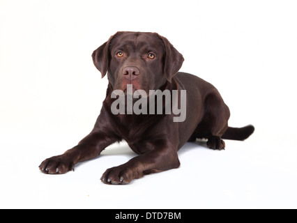 eine braune Labrador liegend, suchen auf weißem Hintergrund Stockfoto