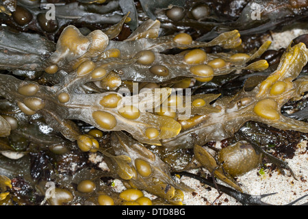 Blase-Wrack, Blasentang, Blase Fucus, Rock Wrack, Seetang, Blasentang, Blasen-Tang, Fucus Vesiculosus, Halidrys Vesiculosus Stockfoto