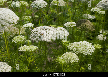 Wählen Sie Bisnaga, Toothpickweed, Zahn, Khella, Zahnstocher-Ammei, Echter Ammei, Zahnstocherkraut, Ammi Visnaga, Daucus Visnaga Stockfoto