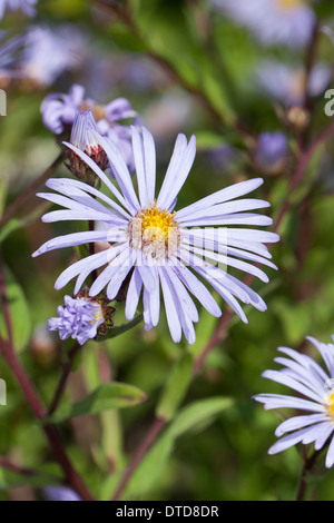 Europäische Bergaster, italienische Aster, italienische Hahnenfußgewächse, Berg-Aster, Kalk-Aster, Sommer-Aster, Bergaster, Aster amellus Stockfoto