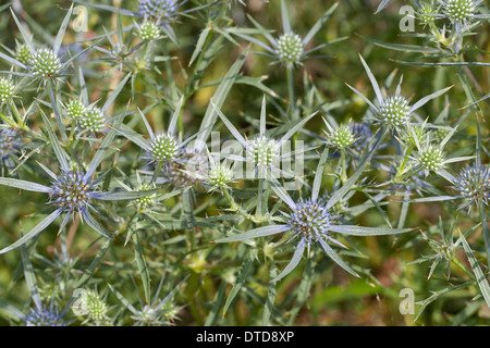 Amethyst Sea Holly, Amethyst Eryngium, Amethyst Eryngo, Amethyst-Mannstreu, Balkan-Edeldistel, Mannstreu Eryngium Amethystinum Stockfoto