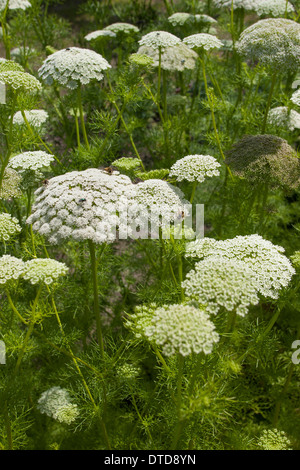 Wählen Sie Bisnaga, Toothpickweed, Zahn, Khella, Zahnstocher-Ammei, Echter Ammei, Zahnstocherkraut, Ammi Visnaga, Daucus Visnaga Stockfoto