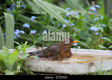 Amsel, Vogeltränke, Baden, Amsel, Weibchen, Badet, Tränke, Vogelbad, Badend, Schwarzdrossel, Drossel, Turdus Merula Stockfoto