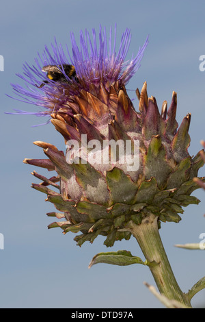 Artischocke, Karde, Artischocke Mariendistel, Cardone, Cardi, Artischocke, Kardy, Artischoke, Cynara Cardunculus, Cynara Scolymus Stockfoto