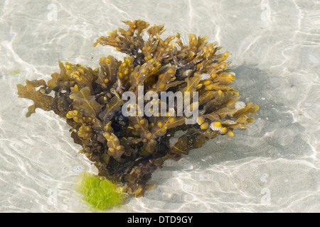 Blase-Wrack, Blasentang, Blase Fucus, Rock Wrack, Seetang, Blasentang, Blasen-Tang, Fucus Vesiculosus, Halidrys Vesiculosus Stockfoto