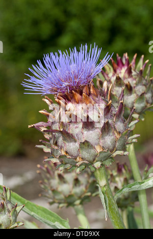 Artischocke, Karde, Artischocke Mariendistel, Cardone, Cardi, Artischocke, Kardy, Artischoke, Cynara Cardunculus, Cynara Scolymus Stockfoto