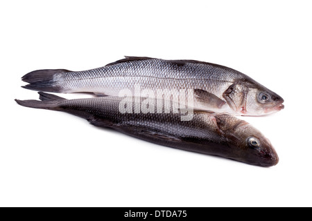 Mittelmeer Wolfsbarsch (Dicentrarchus Labrax) Stockfoto