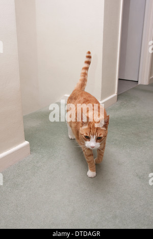 Ingwer-Kater, Erwachsene, Wandern im Haus Stockfoto