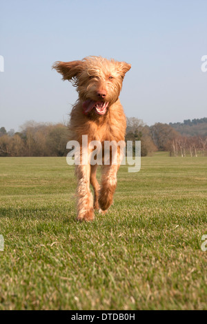 Magyar Vizsla Welpen laufen (1 Jahr alt) Stockfoto