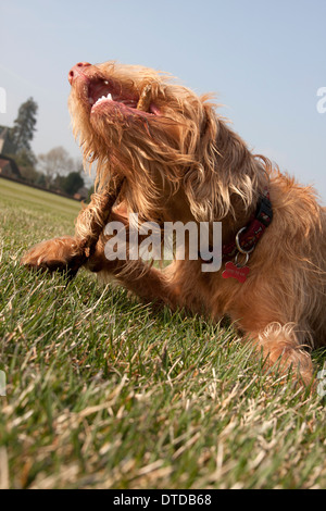 Magyar Vizsla Welpen Kauen auf Stick (1 Jahr alt) Stockfoto