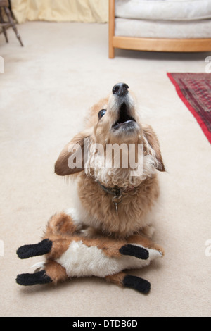 Daschund Erwachsenen bellen im Haus Stockfoto