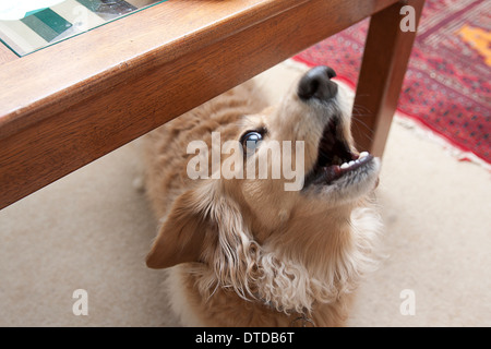 Daschund Erwachsenen bellen im Haus Stockfoto