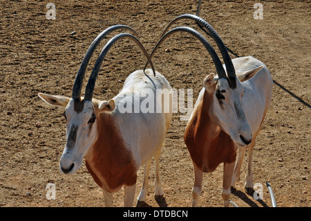 Zwei Scimitar horned Oryx-Antilopen. Säugetier-Tier in freier Wildbahn ausgestorben. Stockfoto