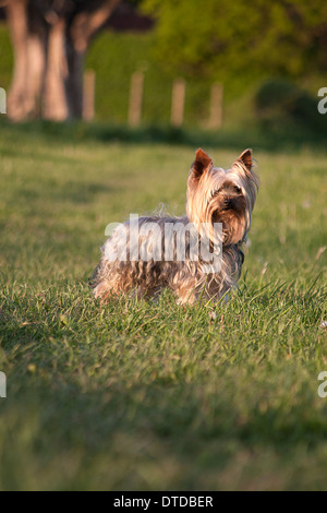 Yorkshire-Terrier, Erwachsene Stockfoto