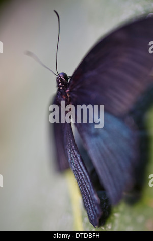 Großer Mormone Schmetterling Stockfoto
