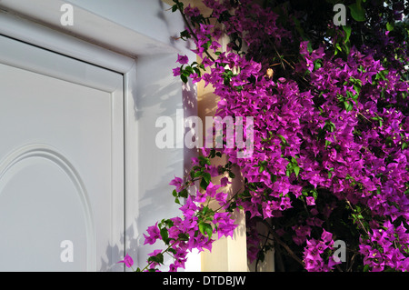 Violetten Bougainvillea blühende Pflanze im Frühling. Blühenden Blumen. Stockfoto