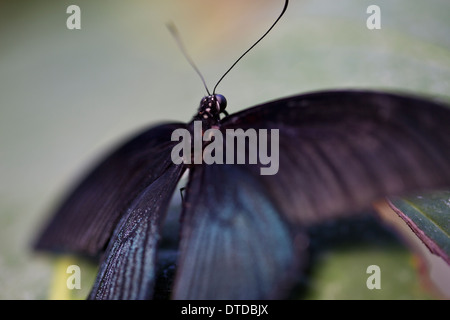 Großer Mormone Schmetterling Stockfoto
