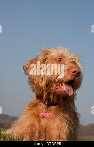 Magyar Vizsla Welpen (1 Jahr alt) keuchend Stockfoto