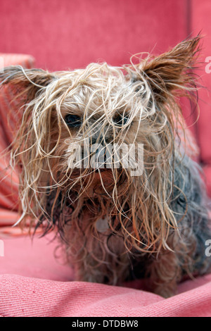 Yorkshire Terrier, männlichen Erwachsenen nass Stockfoto