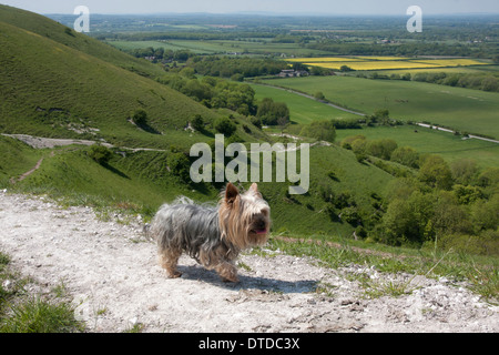 Yorkshire Terrier auf South Downs, East Sussex, England Stockfoto