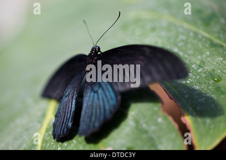 Großer Mormone Schmetterling Stockfoto