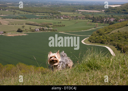 Yorkshire Terrier, Erwachsene, auf Fulking Böschung; South Downs, West Sussex Stockfoto