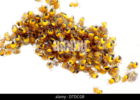 Nest der ungiftig, frisch geschlüpften Orb Weaver Baby Spinnen isoliert vor weißem Hintergrund, England, UK Stockfoto