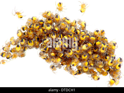 Nest der ungiftig, frisch geschlüpften Orb Weaver Baby Spinnen isoliert vor weißem Hintergrund, England, UK Stockfoto
