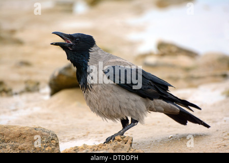 Mit Kapuze Krähe, Corvus Cornix aufrufen Stockfoto