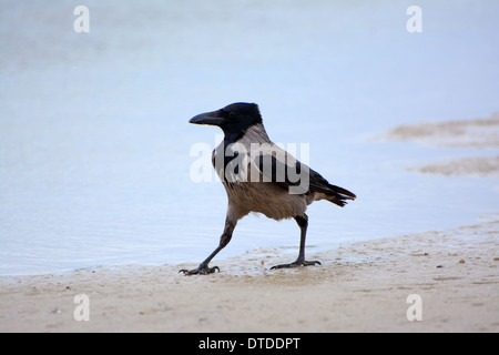 Mit Kapuze Krähe, Corvus Cornix, Wandern Stockfoto